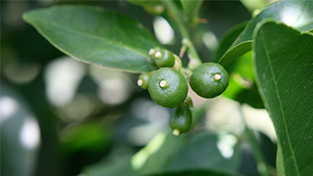 Healt Benefits Citrus 1